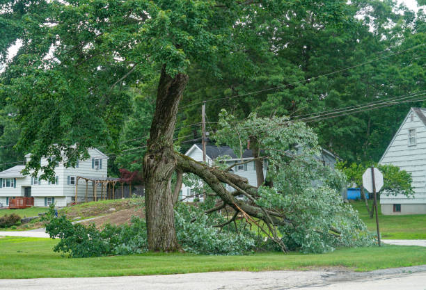 Best Tree Removal Near Me  in USA